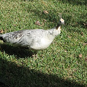 Picture 006